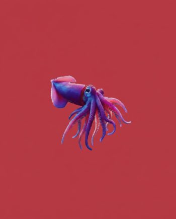 InSquident 1.0 (Enterprise) for PC